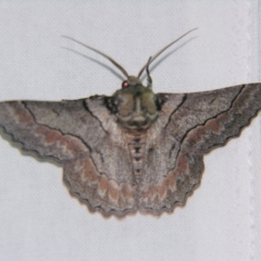 Unidentified Geometer moth (Geometridae) at Bolivia, NSW - 5 Apr 2007 by PJH123