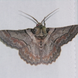 Hypobapta tachyhalotaria at Bolivia, NSW - suppressed