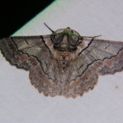 Hypobapta tachyhalotaria (Varied Grey) at Bolivia, NSW - 6 Apr 2007 by PJH123