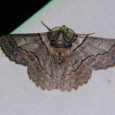 Unidentified Pyralid or Snout Moth (Pyralidae & Crambidae) at Bolivia, NSW - 6 Apr 2007 by PJH123