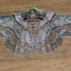 Unidentified Geometer moth (Geometridae) at Bolivia, NSW - 6 Apr 2007 by PJH123