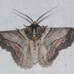 Unidentified Geometer moth (Geometridae) at Bolivia, NSW - 5 Apr 2007 by PJH123