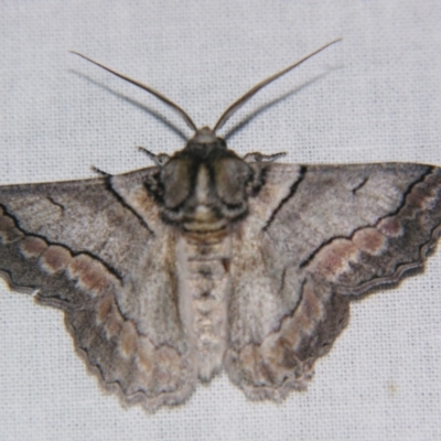 Hypobapta tachyhalotaria (Varied Grey) at Bolivia, NSW - 5 Apr 2007 by PJH123