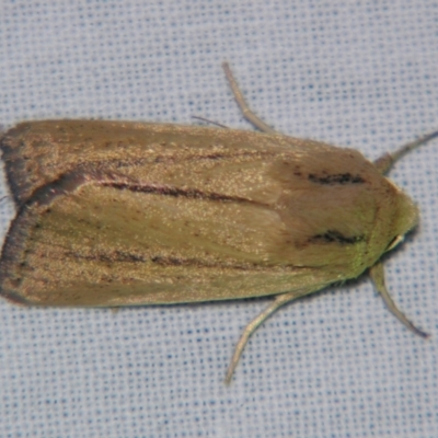 Unidentified Noctuoid moth (except Arctiinae) at Bolivia, NSW - 6 Apr 2007 by PJH123