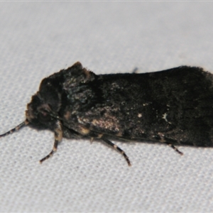 Proteuxoa (genus) at Bolivia, NSW - suppressed