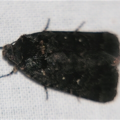 Proteuxoa (genus) at Bolivia, NSW - suppressed