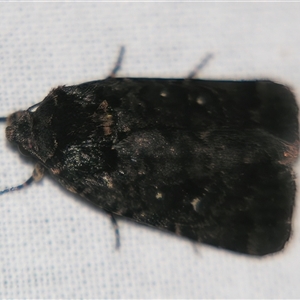 Proteuxoa (genus) at Bolivia, NSW - suppressed