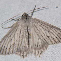 Unidentified Geometer moth (Geometridae) at Bolivia, NSW - 5 Apr 2007 by PJH123