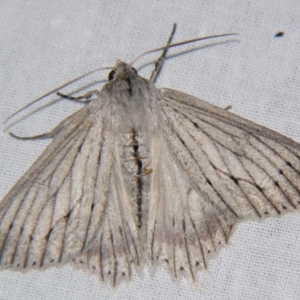Paraterpna (genus) at Bolivia, NSW - suppressed