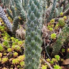 Austrocylindropuntia cylindrica (Cane Cactus) at Cook, ACT - 1 Dec 2023 by HarleyB