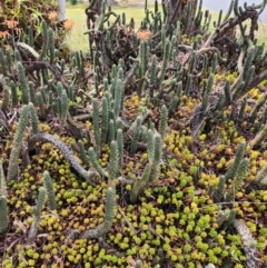 Austrocylindropuntia cylindrica at Cook, ACT - 1 Dec 2023