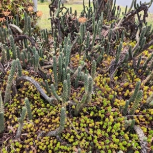 Austrocylindropuntia cylindrica at Cook, ACT - 1 Dec 2023