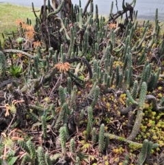 Austrocylindropuntia cylindrica at Cook, ACT - 1 Dec 2023