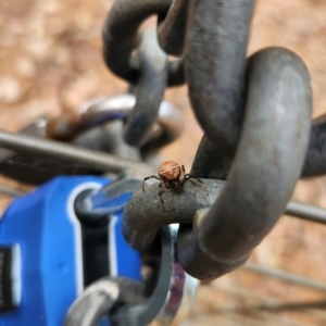 Latrodectus hasselti at ANBG - 1 Dec 2023