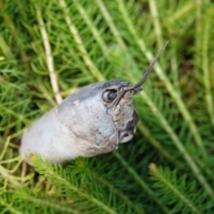 Unidentified Crustacean (Crustacea) at Table Top, NSW - 30 Nov 2023 by AlburyCityEnviros