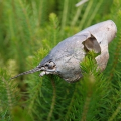 Unverified at suppressed - suppressed