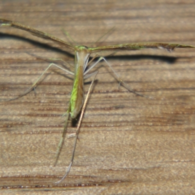 Unverified Other moth by PJH123