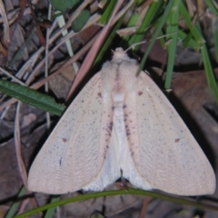 Unidentified Geometer moth (Geometridae) by PJH123