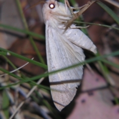 Plesanemma fucata at Bolivia, NSW - suppressed