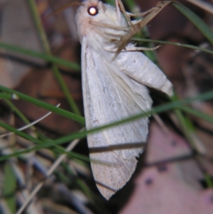Plesanemma fucata at Bolivia, NSW - suppressed