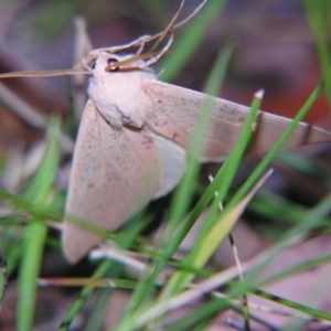 Plesanemma fucata at Bolivia, NSW - suppressed