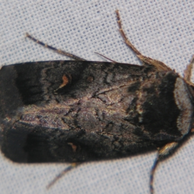 Proteuxoa restituta (Black-bodied Noctuid) at Bolivia, NSW - 6 Apr 2007 by PJH123