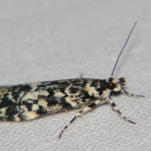 Scoparia exhibitalis at Bolivia, NSW - suppressed