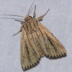 Leucania exarans at Bolivia, NSW - suppressed