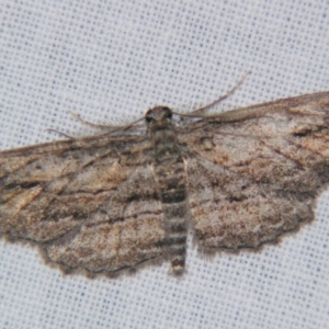 Syneora acrotypa at Bolivia, NSW - suppressed