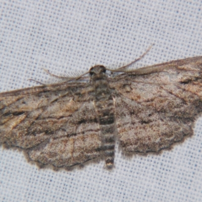 Unidentified Geometer moth (Geometridae) at Bolivia, NSW - 6 Apr 2007 by PJH123