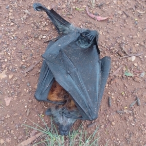 Pteropus poliocephalus at Symonston, ACT - 30 Nov 2023 10:25 AM