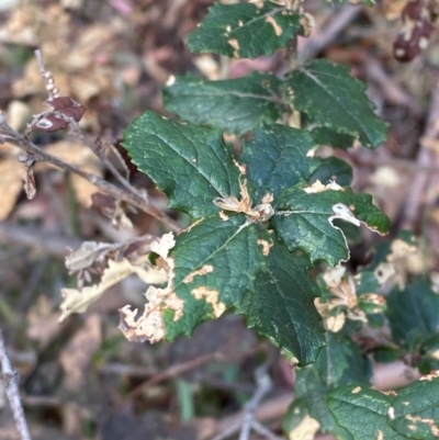 Olearia montana at Tinderry, NSW - 5 Nov 2023 by Tapirlord