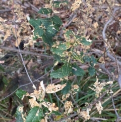 Olearia montana at Tinderry Nature Reserve - 5 Nov 2023