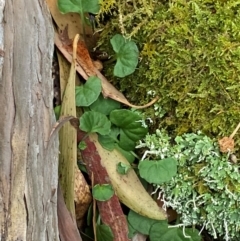 Viola hederacea (Ivy-leaved Violet) at Tinderry Nature Reserve - 5 Nov 2023 by Tapirlord