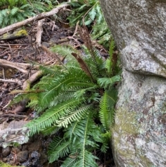 Blechnum nudum (Fishbone Water Fern) at Tinderry Nature Reserve - 5 Nov 2023 by Tapirlord