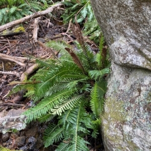 Blechnum nudum at Tinderry Nature Reserve - 5 Nov 2023