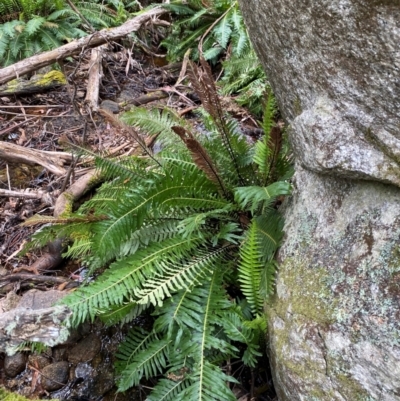 Blechnum nudum (Fishbone Water Fern) at Tinderry Nature Reserve - 5 Nov 2023 by Tapirlord