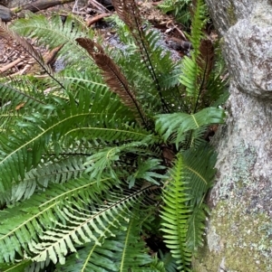 Blechnum nudum at Tinderry Nature Reserve - 5 Nov 2023