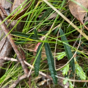 Olearia erubescens at Tinderry Nature Reserve - 5 Nov 2023