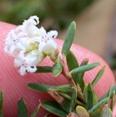 Acrothamnus hookeri (Mountain Beard Heath) at Tinderry, NSW - 5 Nov 2023 by Tapirlord