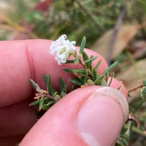 Acrothamnus hookeri at Tinderry Nature Reserve - 5 Nov 2023