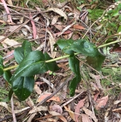 Veronica derwentiana subsp. maideniana at Tinderry Nature Reserve - 5 Nov 2023 by Tapirlord