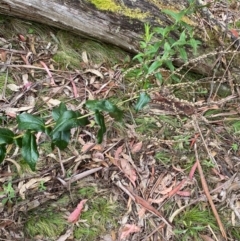 Veronica derwentiana subsp. maideniana at Tinderry Nature Reserve - 5 Nov 2023 03:46 PM