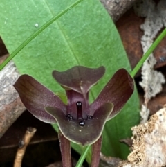 Chiloglottis valida (Large Bird Orchid) at QPRC LGA - 5 Nov 2023 by Tapirlord