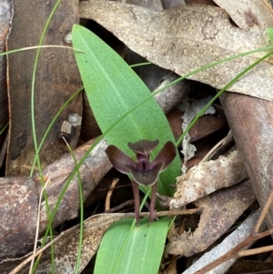 Chiloglottis valida at QPRC LGA - suppressed