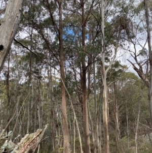 Eucalyptus fastigata at Tinderry Nature Reserve - 5 Nov 2023 03:40 PM