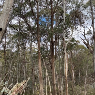 Eucalyptus fastigata (Brown Barrel) at Tinderry Nature Reserve - 5 Nov 2023 by Tapirlord