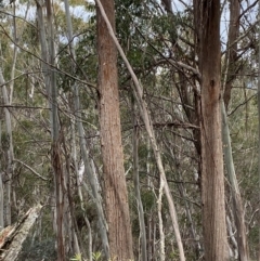 Eucalyptus fastigata at Tinderry Nature Reserve - 5 Nov 2023 03:40 PM