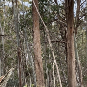 Eucalyptus fastigata at Tinderry Nature Reserve - 5 Nov 2023 03:40 PM