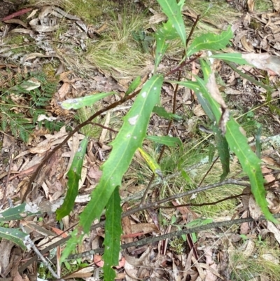 Lomatia myricoides (River Lomatia) at Tinderry, NSW - 5 Nov 2023 by Tapirlord